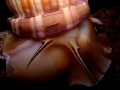 Phalium granulatum Phalium granulatum