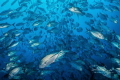 An incredible site to behold let alone be part of... Being immersed in such a big school of jacks in truly breathtaking Taken in Bali Indonesia. An incredible site to behold let alone be part of... Being immersed in such a big school of jacks in truly breathtaking Taken in Bali Indonesia.