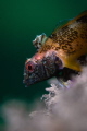 Blackface Blenny Blackface Blenny