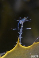 it s a shrimp eats shrimp out there... it s a shrimp eats shrimp out there...