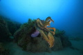Giant Cuttle. Image taken at South Channel Forte Melbourne Australia. Giant Cuttle. Image taken at South Channel Forte Melbourne Australia.