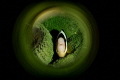 Clownfish in green. Clownfish in green.