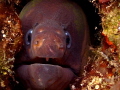 Gymnothorax unicolor
Too close Gymnothorax unicolor
Too close
