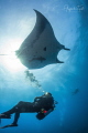 Divers with Mantaray Roca Partida M xico Divers with Mantaray Roca Partida M xico