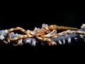 Xenon crab Xenon crab
