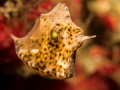 Juv. Cowfish Juv. Cowfish