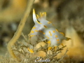 Seen a lot this month Harlekijnslak Polycera quadrilineata Seen a lot this month Harlekijnslak Polycera quadrilineata