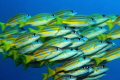 Blue lined Snappers Raja Ampat Blue lined Snappers Raja Ampat