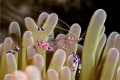 Shrimp Shrimp
