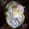 Melo Yello Portrait of a miniature melo as it crawls over seaweed. A second melo can just be seen in the background. Melo Yello Portrait of a miniature melo as it crawls over seaweed. A second melo can just be seen in the background.