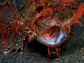Juvenile Rhinopias yawning Juvenile Rhinopias yawning