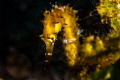 Shy Seahorse Shy Seahorse