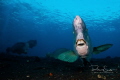 Did you know that the green humphead parrotfish Bolbometopon muricatum is the largest species of parrotfish
It is found on reefs in the Indian and Pacific Oceans from the Red Sea in the west to Samoa in the east Did you know that the green humphead parrotfish Bolbometopon muricatum is the largest species of parrotfish
It is found on reefs in the Indian and Pacific Oceans from the Red Sea in the west to Samoa in the east