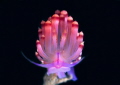 Pretty in Pink
Coryphellina rubrolineata, more known as flabellina