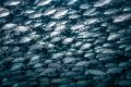 Jackfish shoal in Sipadan. Jackfish shoal in Sipadan.
