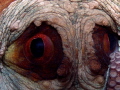 Octopus vulgaris
Face Octopus vulgaris
Face