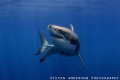 There was something that caught this Great Whites attention. Beautiful sharks
Guadalupe Island Mexico There was something that caught this Great Whites attention. Beautiful sharks
Guadalupe Island Mexico