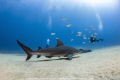 Bull Shark at Cabo Pulmo Bull Shark at Cabo Pulmo
