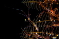 Skeleton Shrimp Skeleton Shrimp