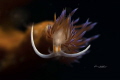 Cratena peregrina Cratena peregrina