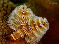 Sometimes you have to stop and take the image of a Christmas Tree worm just because they are so danged pretty This is uncropped. Sometimes you have to stop and take the image of a Christmas Tree worm just because they are so danged pretty This is uncropped.