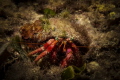 Hermit crab with hypnotic eyes. RX100M3 f8, 1/400, ISO 80, one Sea&Sea YS03