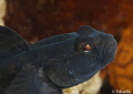 Black gobius negre Black gobius negre
