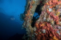 This was taken in Tulamben in the USAT Liberty ship wreck. This was taken in Tulamben in the USAT Liberty ship wreck.