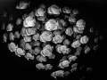 Ships in the Night
Longfin Batfish Platax teira
Sail Rock Thailand Ships in the Night
Longfin Batfish Platax teira
Sail Rock Thailand