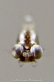 Face to face with Idiomysis size of 2mm
Extreme Super Macro
Face to face with Idiomysis size of 2mm
Extreme Super Macro