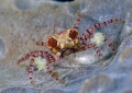 Box crab
Lembeh strait. Indonesia.
Nikon D800E 105 macro two strobo Box crab
Lembeh strait. Indonesia.
Nikon D800E 105 macro two strobo