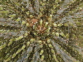 Sea urchine zeeappel psamechius miliaris Sea urchine zeeappel psamechius miliaris
