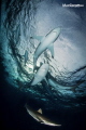 Silk sharks Silk sharks