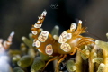 Usually the squat shrimp is not easy to photograph because it keeps bouncing as if it is squatting. This one was cooperating Usually the squat shrimp is not easy to photograph because it keeps bouncing as if it is squatting. This one was cooperating