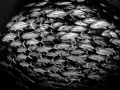 Lower your shields and surrender your ships ...
Big Eye Travely Caranx sexfasciatus
Sail Rock Thailand Lower your shields and surrender your ships ...
Big Eye Travely Caranx sexfasciatus
Sail Rock Thailand