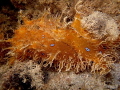 Bursatella leachii
Blue Dot Sea Hare Bursatella leachii
Blue Dot Sea Hare