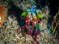 Mantis Shrimp Mantis Shrimp