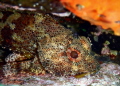 A scorpion fish chilling inside a rock with its eyes wide open wondering what is it that is watching him.