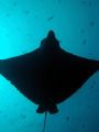 an eagle ray at Blue Corner; she showed up at the end of the dive and gave us quite a show