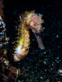 Shy seahorse Lembeh Shy seahorse Lembeh
