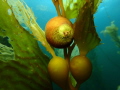 Snail among kelp off the Channel Islands