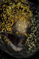 Snowflake moray eel Snowflake moray eel