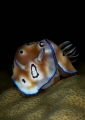 Nudibranch Chromodoris sp. on a hard coral Nudibranch Chromodoris sp. on a hard coral