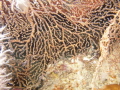 Seaspyders or are thats crabs Seaspyders or are thats crabs