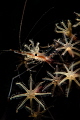 Shrimp with the stars. Shrimp with the stars.