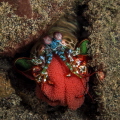 Peacock Mantis Shrimp with eggs Peacock Mantis Shrimp with eggs