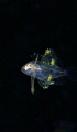 Green fish Green fish