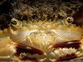 Crab so close Crab so close