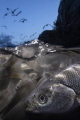 3.The incredible journey of pearl mullet fishes living in the Van lake Van Turkey 2018
3.The incredible journey of pearl mullet fishes living in the Van lake Van Turkey 2018