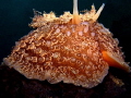 Umbraculum mediterraneum
Umbrella Snail Umbraculum mediterraneum
Umbrella Snail